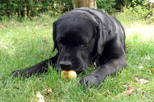 Собака нашла яблоко фото
