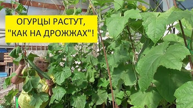 Как подкормить огурцы дрожжами: рецепты, когда и как вносить удобрение