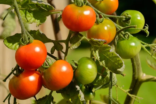 8 причин, почему помидоры выросли мелкие: можно ли это исправить