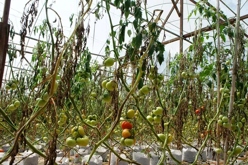 Фузариозное увядание томатов: срочно спасаем урожай