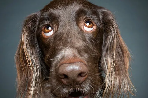 О чём говорят собаки, когда молчат. 11 невероятно выразительных фотографий