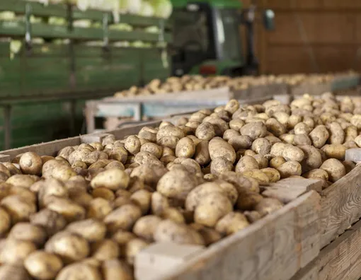 Правила и условия хранения семенного картофеля
