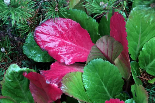 Осенью бадан меняет окраску листьев.