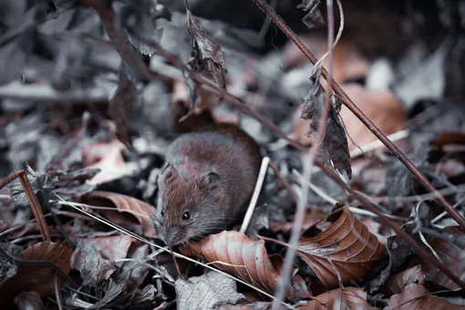 Мышь-полёвка в саду фото, как защитить деревья в саду от мышей и зайцев лайфхак