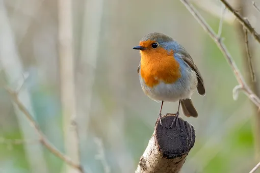 Малиновка, интересные факты о птицах для детей