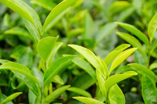 Растения для чая: чайный куст, или камелия китайская