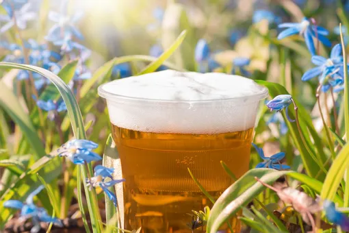 Пиво для подкормки растений