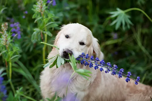 Кому пожёванной травы? Собака каждый день приносит хозяйке странные «подарки»