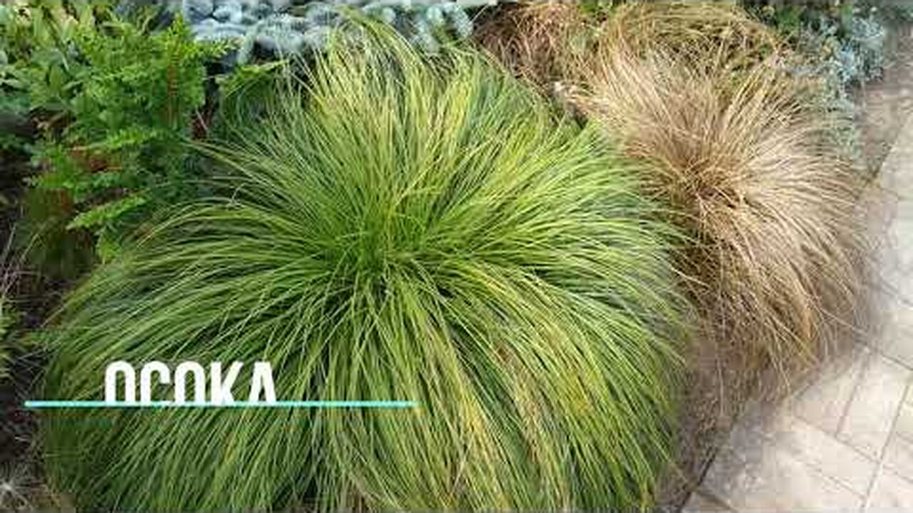 Декоративная трава: фото, описания, названия, что посадить - лучшие ...