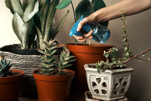 Как подкармливать комнатные растения: лучшие удобрения и правила ухода