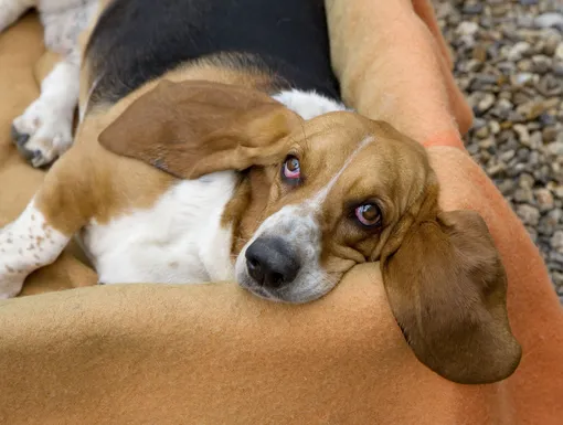Бассет-хаунд — одна из самых добродушных и спокойных пород собак