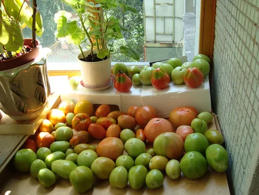 Что делать, если помидоры не созрели на кусте?