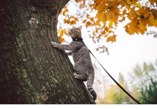 кот залез на дерево