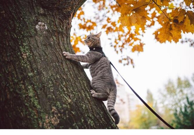 кот залез на дерево кот залез на дерево