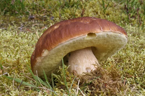 Главное отличие всех ложных грибов от белого – окрас трубчатого тела под шляпкой