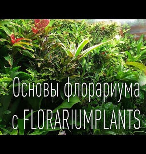 Нажми и смотри