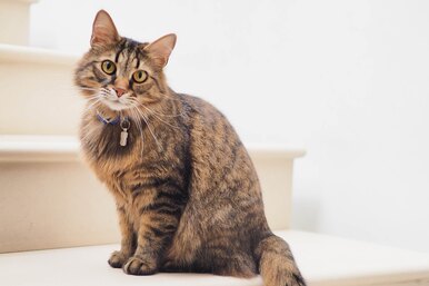 Слюнки текут: почему кошка пускает слюни и что с этим делать?