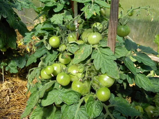 Подкормка томатов древесной золой