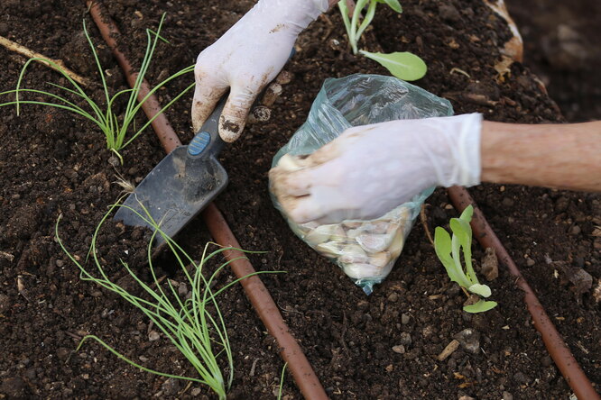 Проверено и работает: 2 дачных лайфхака, которые облегчат посадку семян и рассады на майские
