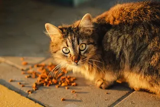 Почему кошки едят намного чаще собак и при чём тут глюкоза