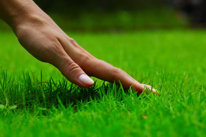 Как правильно стричь газон: основные правила и секреты от опытных дачников