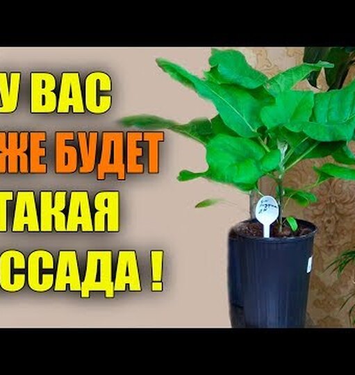 Нажми и смотри