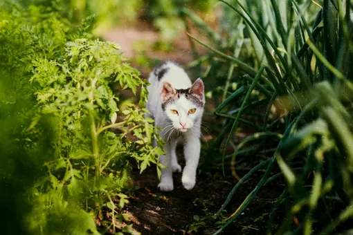 Как избавиться от кошек на грядках: 7 идей, помогающих отвадить животных от сада и огорода