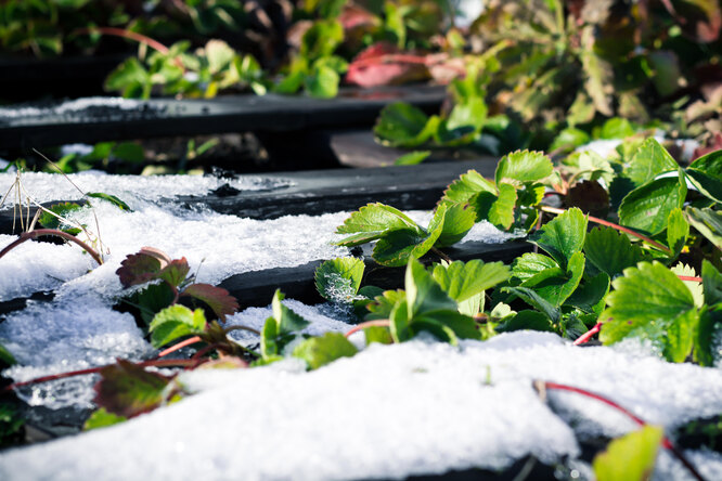 Как защитить растения в огороде от заморозков?