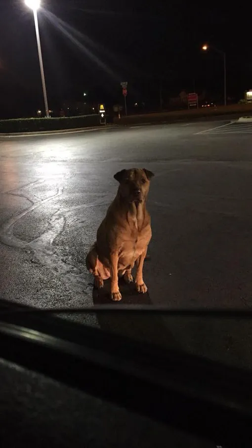 собака, пес ночью на дороге