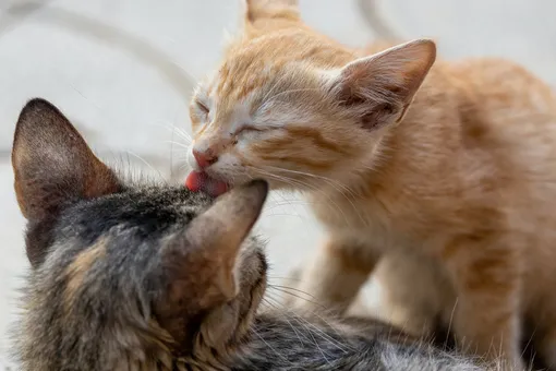 вредно ли кошке лизать волосы