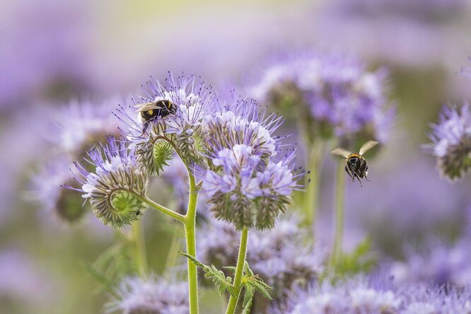 Místo kopru, salátu a ředkvičky: 3 nejlepší sideraty, které léčí půdu na záhonech
