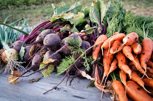 Неправильные сроки уборки моркови и свёклы