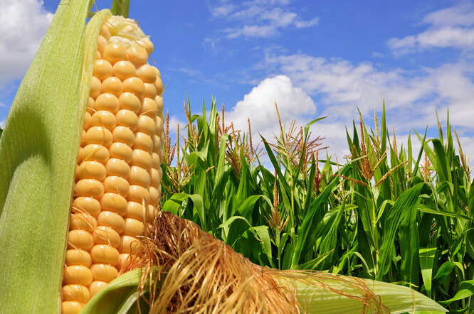 Как вырастить кукурузу на даче в открытом грунте и получить высокий урожай: секреты выращивания