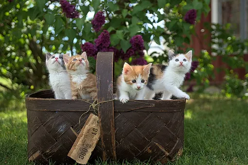 Кошки могут ужиться под одной крышей только если росли вместе