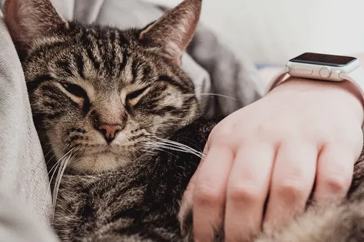 Почему коты любят спать на человеке: психология наших питомцев