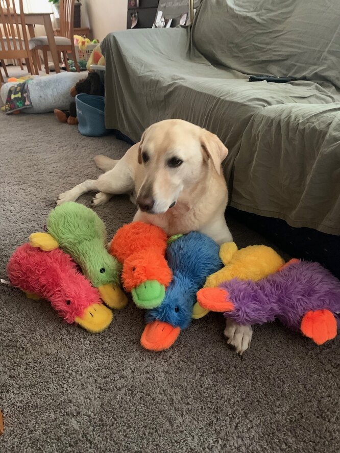Собака с игрушками