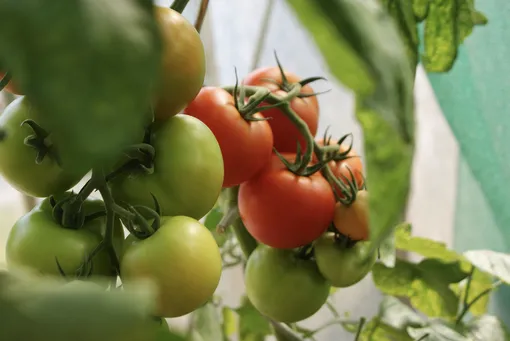 Всего есть 4 основных этапа посадки помидоров в закрытый грунт теплицы