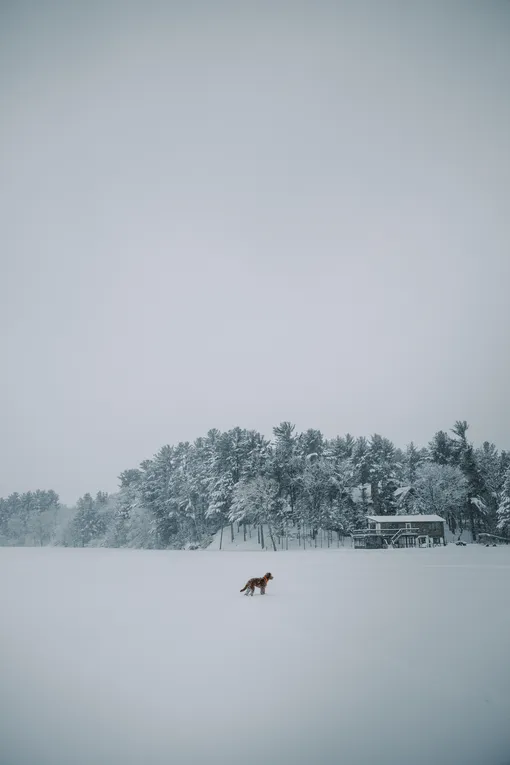 собака, снег
