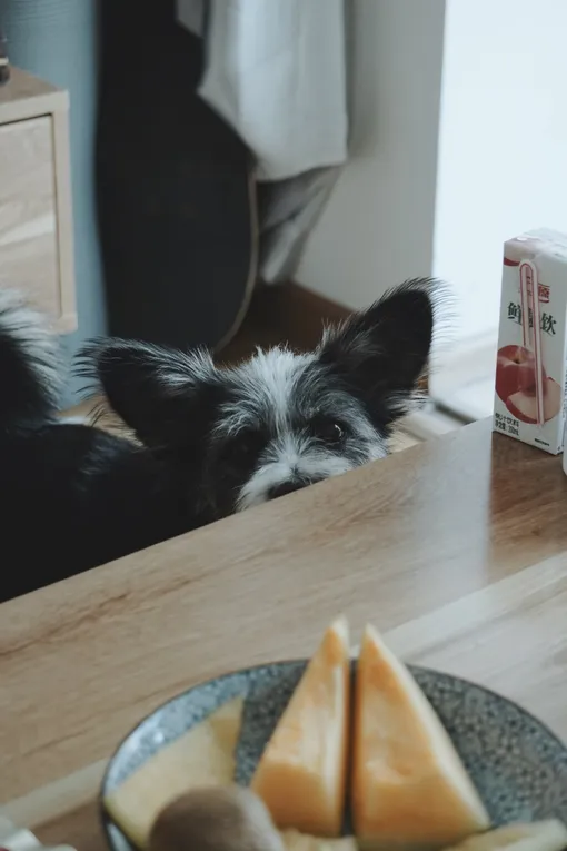 Можно ли кормить собаку едой со стола