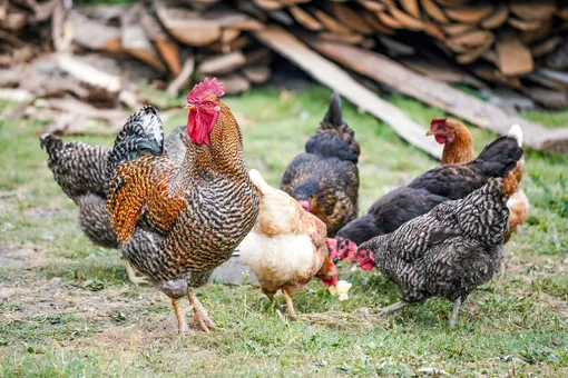 Как использовать куриный помёт в огороде: 4 отличных способа подкормить растения!