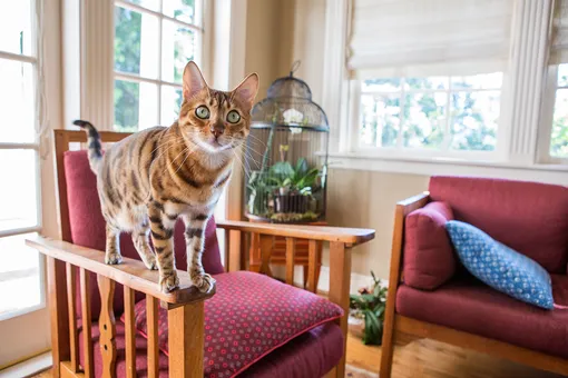 бенгальская кошка окрасы породы, кошка стоит на кресле в комнате