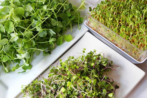 Как выращивать микрозелень в домашних условиях: простая инструкция для городских жителей