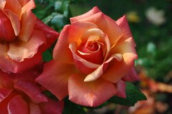 Самые красивые: как правильно ухаживать за розами