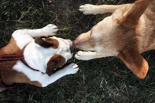Как отучить собаку бежать к другим собакам