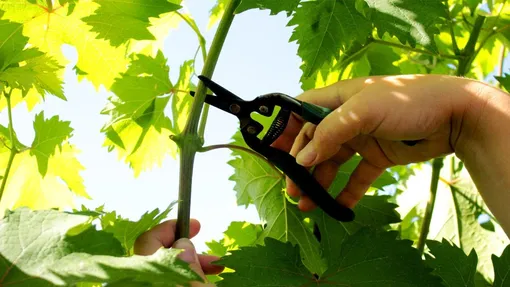 Чеканка винограда в августе: основные правила и преимущества