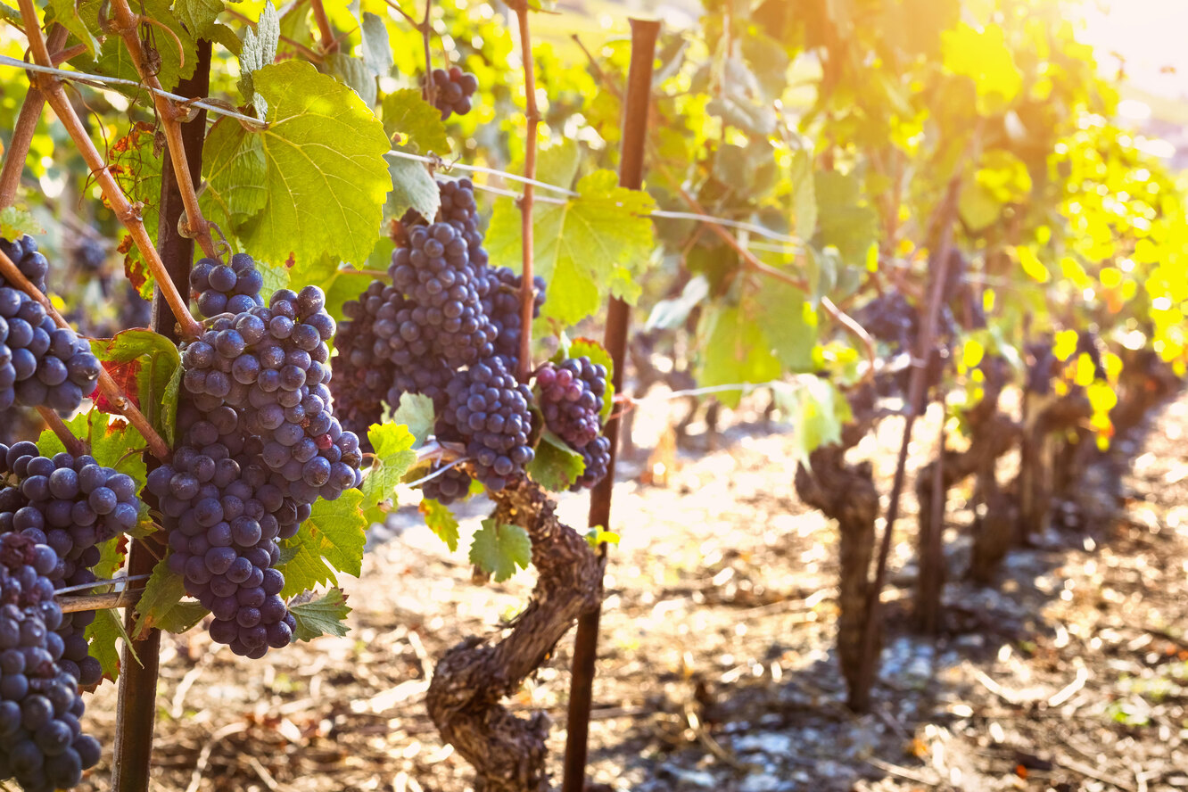 Как дольше сохранять виноград в домашних условиях?