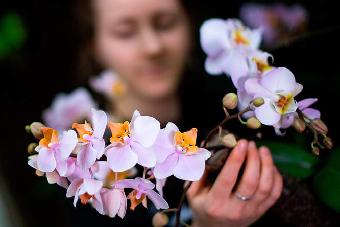 Орхидеи для новичков: простые советы по выращиванию