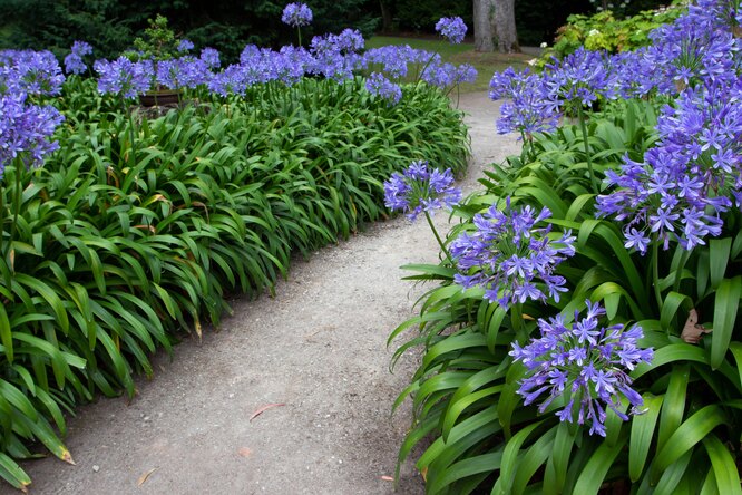 Тропинка в саду с синими цветами агапантуса