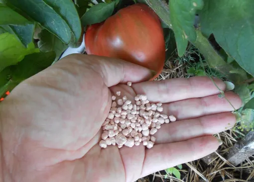 Как повысить урожайность помидоров с помощью подкормки