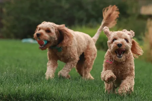 Две собаки бегают по газону